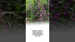 penstemon plant botanical name shorts agriculture knowledge facts [upl. by Labinnah]