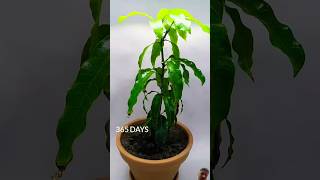 1 YEAR in 50 Seconds  Mango Tree [upl. by Nylirehc806]