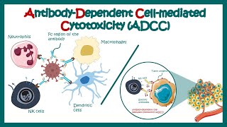 Antibody Dependent Cell Mediated Cytotoxicity ADCC  Effector cells in ADCC response [upl. by Hgielrak]