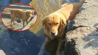 Thought the Golden Retriever was just cooling off in the water it was heartbroken when it stood up [upl. by Cuda]