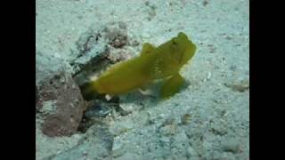 Kapalai Underwater Shrimp Cleaning House for Yellow Shrimp Goby Fish Marine Life Symbiosis [upl. by Aydin]