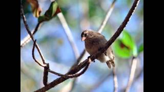 Oru pattu pinneyum padi nokkunnitha  Sugathakumari [upl. by Imef]