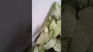 syngonium arrowhead plant airpurifying plant indoor plants indoor gardening short video [upl. by Menides]