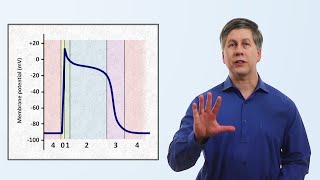 The Cardiac Action Potential [upl. by Esnahc152]