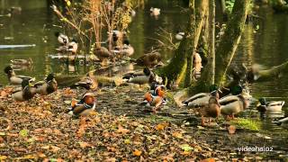 Herbst im Wildgehege Spandauer Forst [upl. by Cowey]