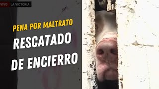 Rescate de perrito encerrado en negocio  rescate de animales Sanción de cárcel por maltrato animal [upl. by Nailliw]