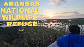 Aransas National Wildlife Refuge  Texas [upl. by Kelby79]