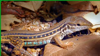 Whiptail lizard foraging and eating naturecuriosities [upl. by Dawes]