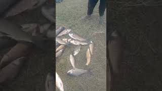 Dam fishing catching videos bestfishingtechniques fishingtechniques [upl. by Esinej]