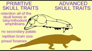 PL3MAMMAL EVOLUTION PELYCOSAUR SKULL [upl. by Call]