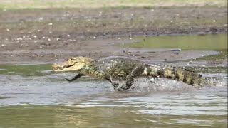 Crocodile vs Caiman vs Alligator  Crocodilians of the Americas wildlife reptiles [upl. by Aydne137]