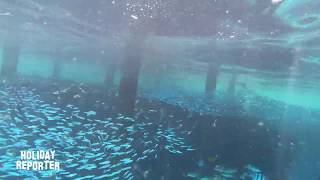 Snorkeling House Reef Brayka Bay Southside  Marsa Alam  Ägypten Gopro Black 7 Underwater [upl. by Najed]