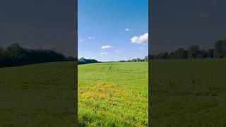 LouvainlaNeuve louvainlaneuve belgium europe nature fields shorts short viralvideo [upl. by Wilfreda]