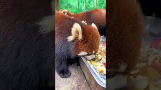 Red pandas eating fruits [upl. by Kcirtap]