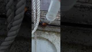 Protecting Japanese Honeybees by Capturing a Giant Hornet [upl. by Yhtomiht]