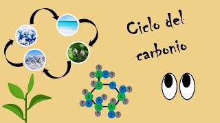 Mini lezione il ciclo del carbonio [upl. by Adaran135]