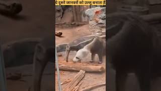 ये दूसरे जानवरों को उल्लू बनाता हैं  The Giant Anteater shorts ytshorts [upl. by Nitnilc]