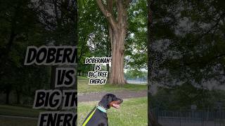 Doberman Vs Big Tree Energy dog doberman nature [upl. by Reteip901]