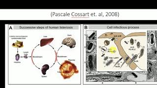 Pathogenesis of Listeria monocytogenes  Listeria entry into the cell [upl. by Lucho686]