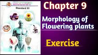 Morphology of Flowering plants class 11 biology chapter 9 exercise solutions Tayyarijeetki [upl. by Viquelia200]