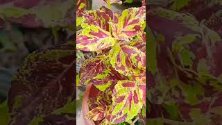 Colias plants gardening indoor plant nursery [upl. by Otrebmal]