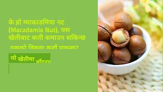 Macadamia Nut Farming म्याकाडमिया नट खेती [upl. by Alina]