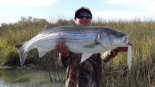 TWO CRAZY BIG  DELTA TROPHY STRIPERS [upl. by Emawk]