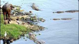 Indias most crocodile river vishwamitri river vadodara city Gujrat 🙏 travelling kanha [upl. by Euqirrne]