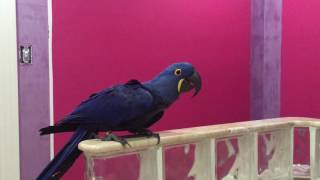 Hannibal the worlds best dancing Hyacinth Macaw dances to Somewhere over the Rainbow by IZ [upl. by Ainocal485]