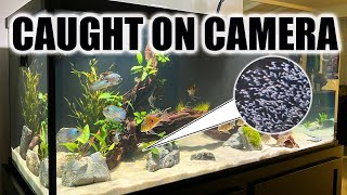 Cichlids Breeding Everywhere in the Fish Room [upl. by Sverre]