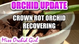 Orchid Update  Crown rot Orchid recovery [upl. by Yemrej]