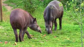 Dinnertime For The Tapirs [upl. by Ellehcrad]