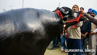 Murrah bull competition at Patiala Punjab [upl. by Ahsinit705]