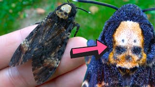 Deathshead hawkmoth  SKULL MARKING   Acherontia atropos Biology amp Fun facts [upl. by Booma]