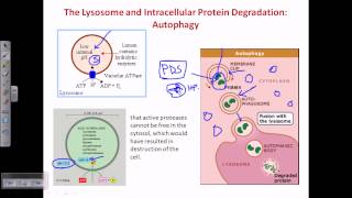Autophagy [upl. by Magna907]