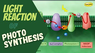 Photosynthesis Electron Transport and ATP Synthesis  Light Reaction of Photosynthesis [upl. by Wehhtam420]