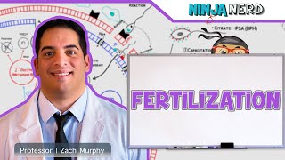 Reproductive System  Fertilization [upl. by Anaitsirk]