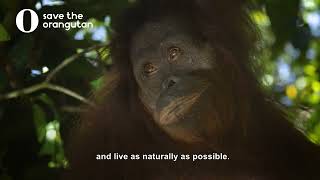 The unreleasable orangutans [upl. by Jolynn]