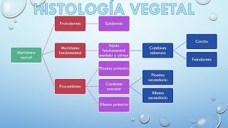 Histología Vegetal [upl. by Gerg577]