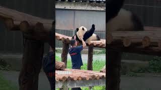 Pandas Lazy Behavior in Real Life Captured [upl. by Jaco]