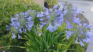 Heliotropism or Sun Tracking in Agapanthus [upl. by Clemmie]