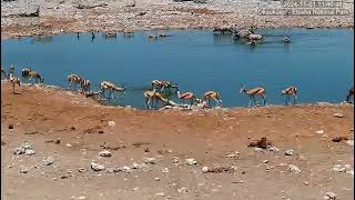 Springboks Oryx and Black Faced Impalas [upl. by Elletsirhc543]