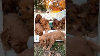 Cockapoo Puppies Escaping cockapoo puppylifestyle puppy puppylovers puppyplay puppies [upl. by Chaiken]