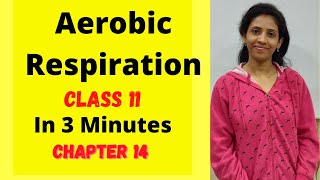 Aerobic respiration class 11 biology  Chapter 14  Respiration in plants  NCERT  One biology [upl. by Craven]