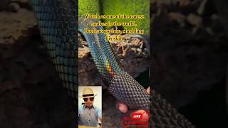 Watch as one of the rarest snakes in the world Boelen’s python shedding his skin shorts snake [upl. by Cuhp386]