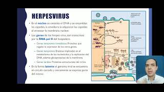 Antivirales no VIHParte 2 Herpesvirus [upl. by Eerot]