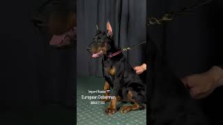 European Doberman Puppies For Sale [upl. by Zeuqirdor]