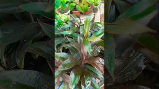 Chocolate dracena propagation tips 🪴😍trending propagation shorts [upl. by Kendre]