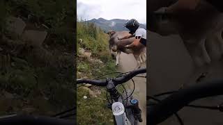 Cyclists Crash After Cow Comes in Their Way  1533300 [upl. by Trinia]