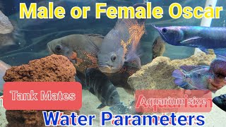 How to identify male  female Oscar fish tank mates amp facts oscarfish [upl. by Joashus]